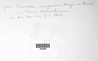 Cronartium conigenum image